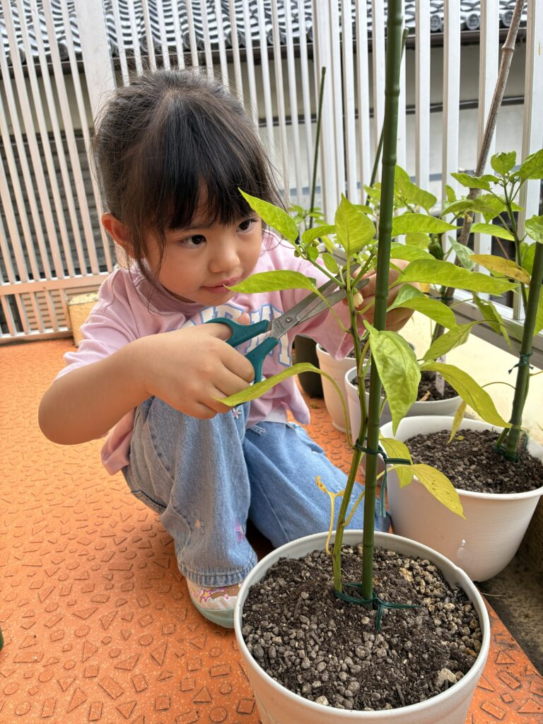 ピーマンのお世話