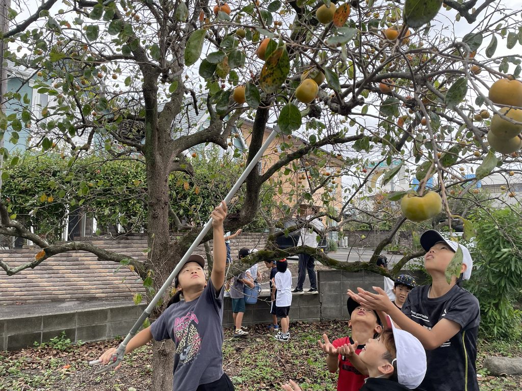 大収穫!高枝ばさみを使ってドキドキの柿狩りへ🍂✨(R8.10.24)